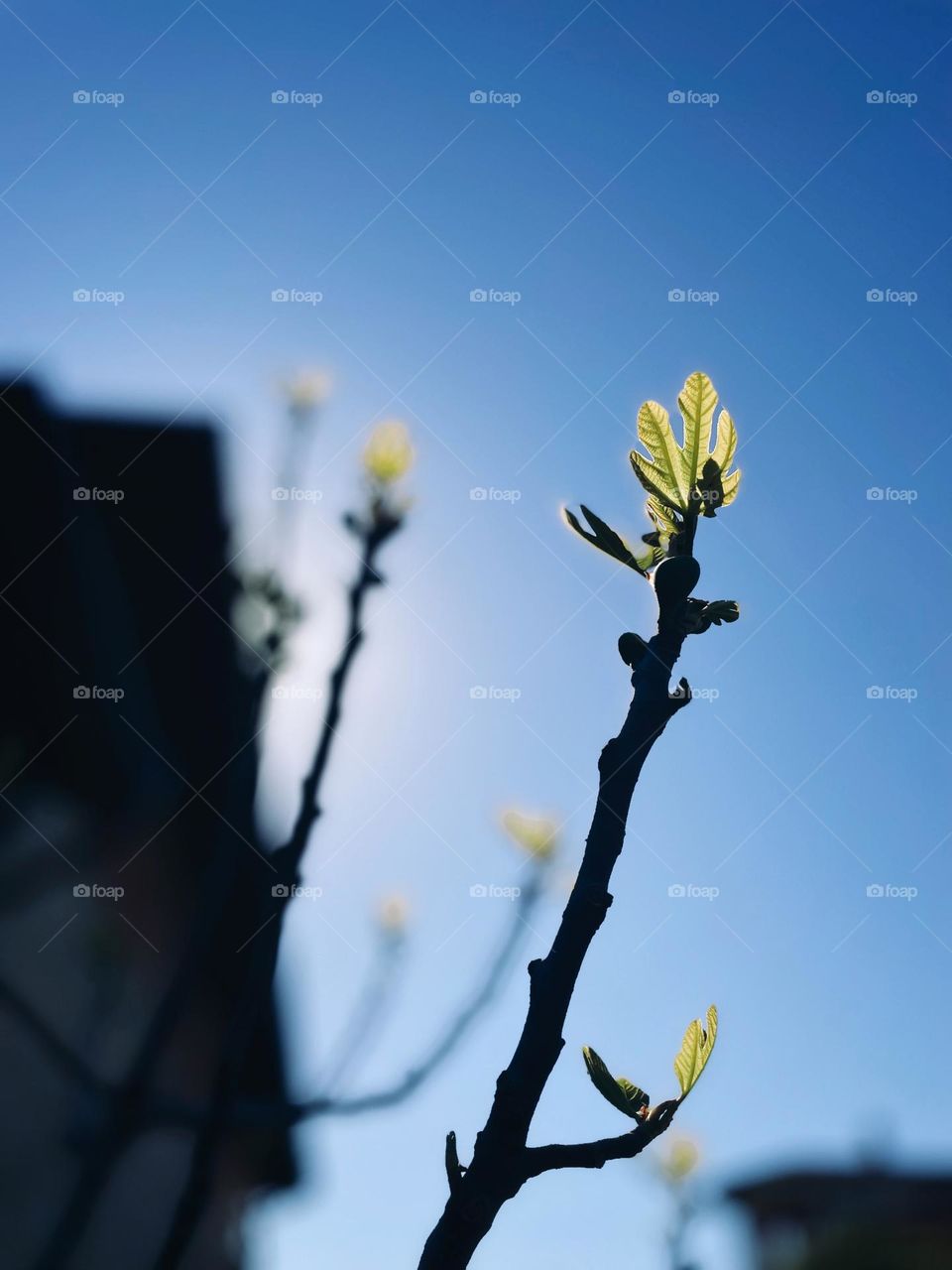 Beautiful plant against blue sky