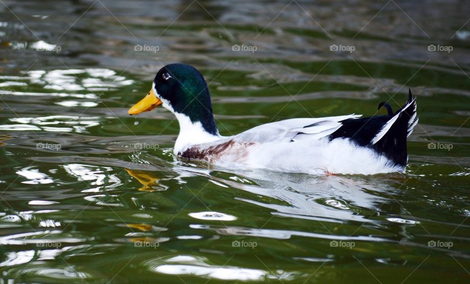 Duck in water