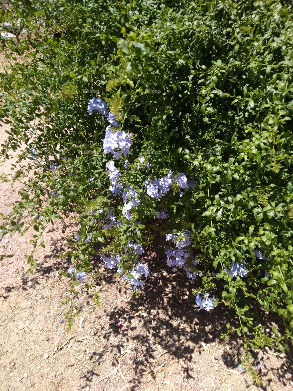 Plumbago Auriculata Lam.