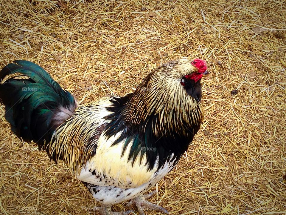 Chicken on grassy field