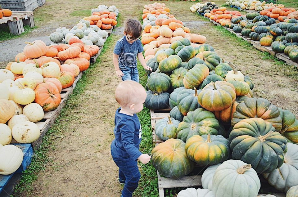 Pumpkin, Fall, Pasture, Grow, Market