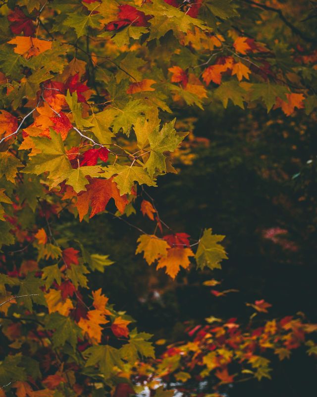 Beautiful multi colored maple leaves