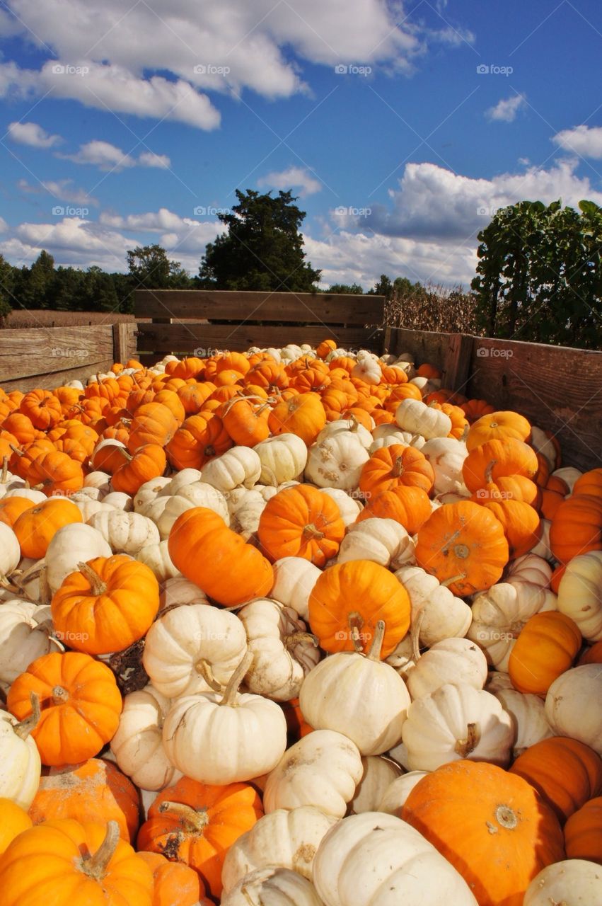 Cart of fresh pumpking