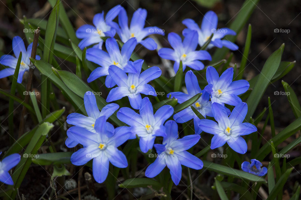 Chionodoxa flowers in bloom