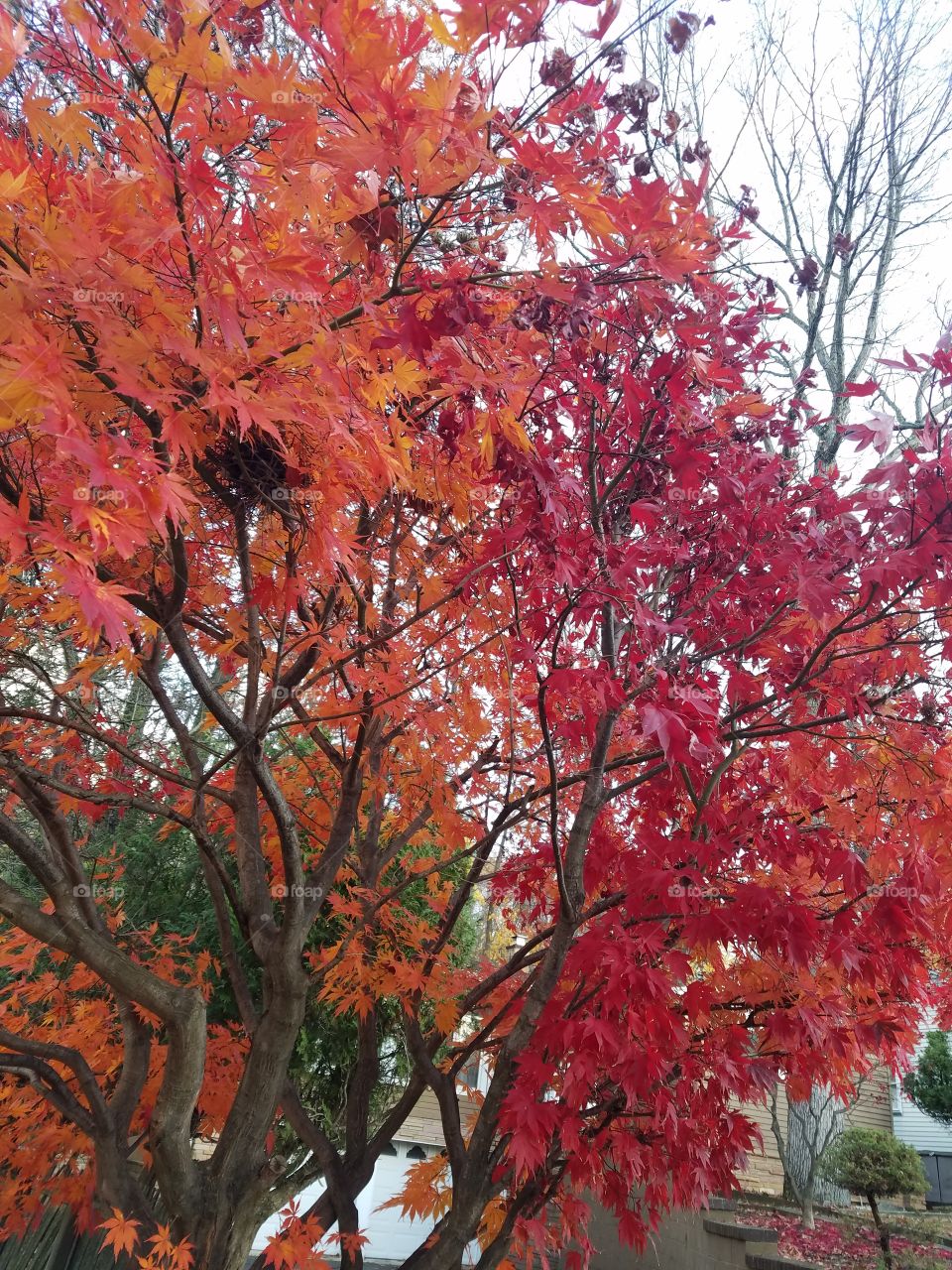 Red and orange leaves on trees