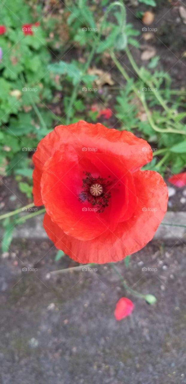 This beautiful Poppy in full bloom