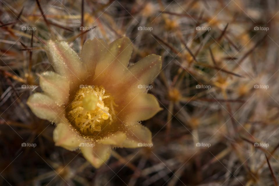 flor amarilla de cactus