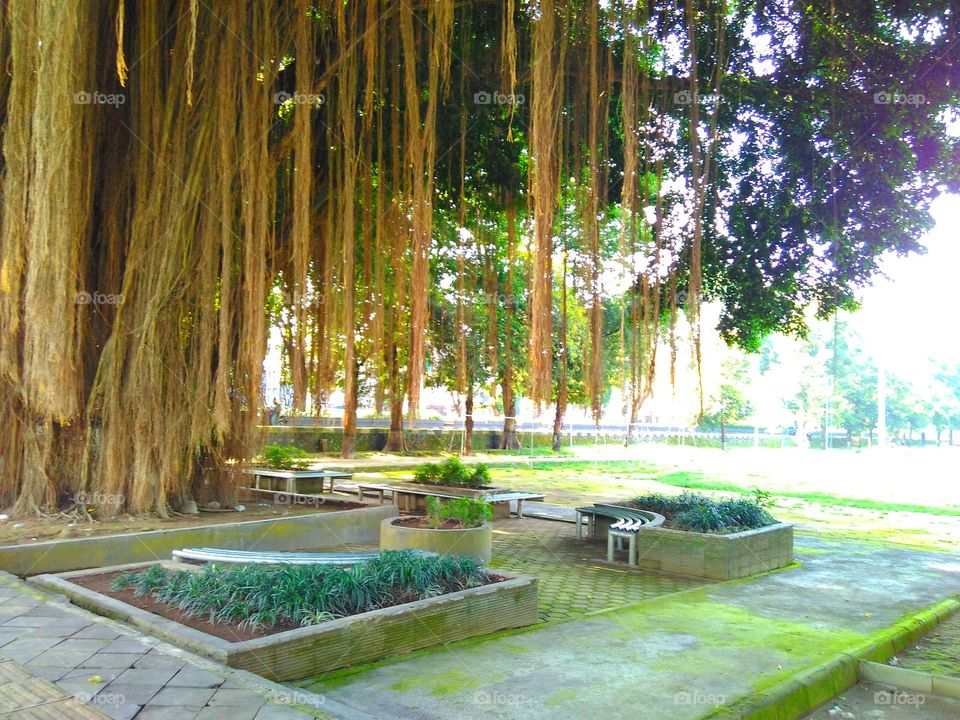 Banyan Tree
