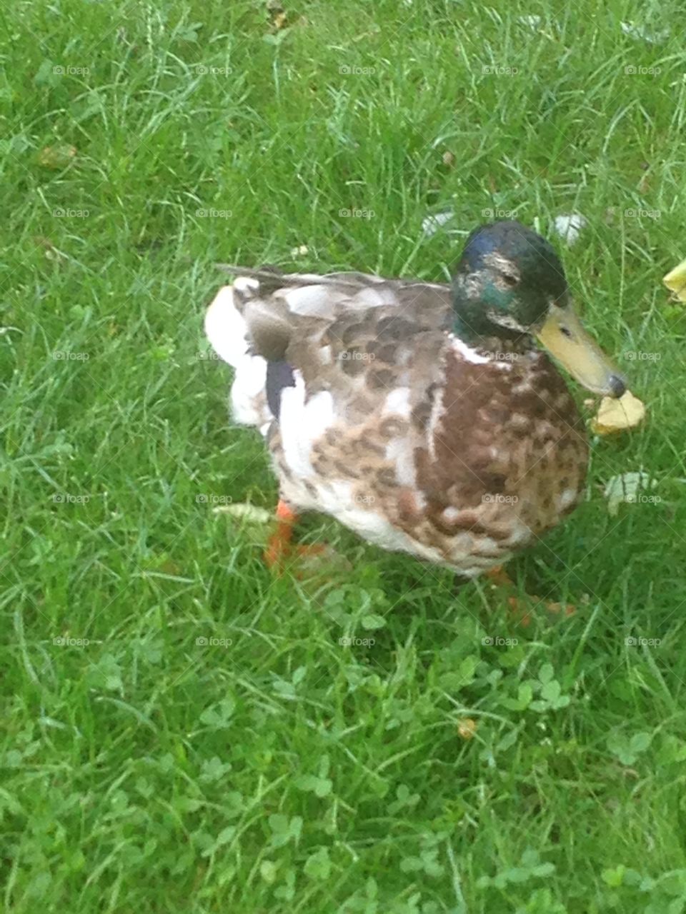 Mr duck