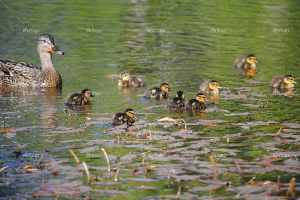 ducklings