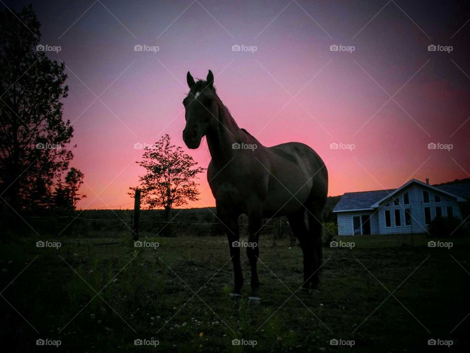 Cedar at dusk