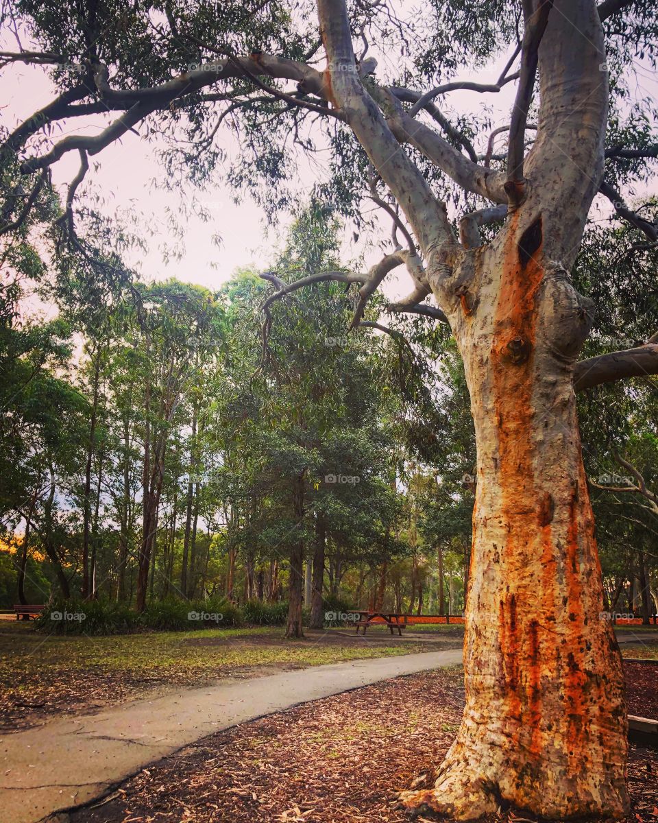 Squiggly gum tree on a forest path