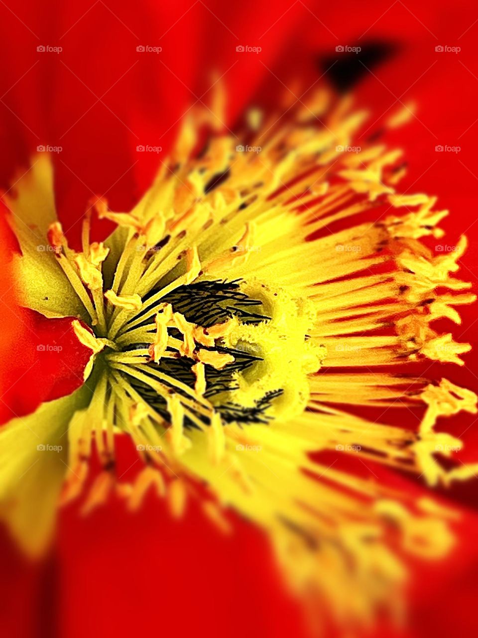 Red and Yellow Poppy