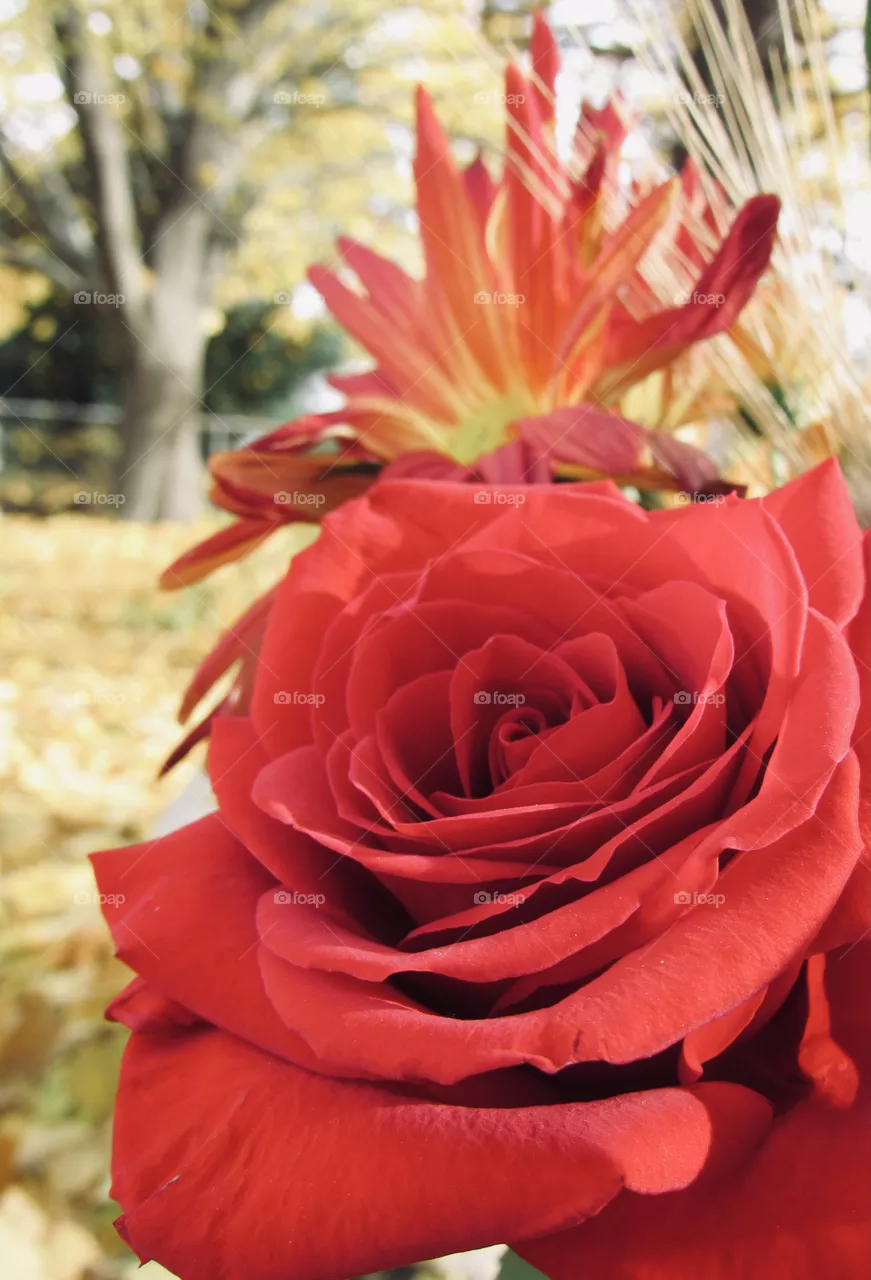 Red rose