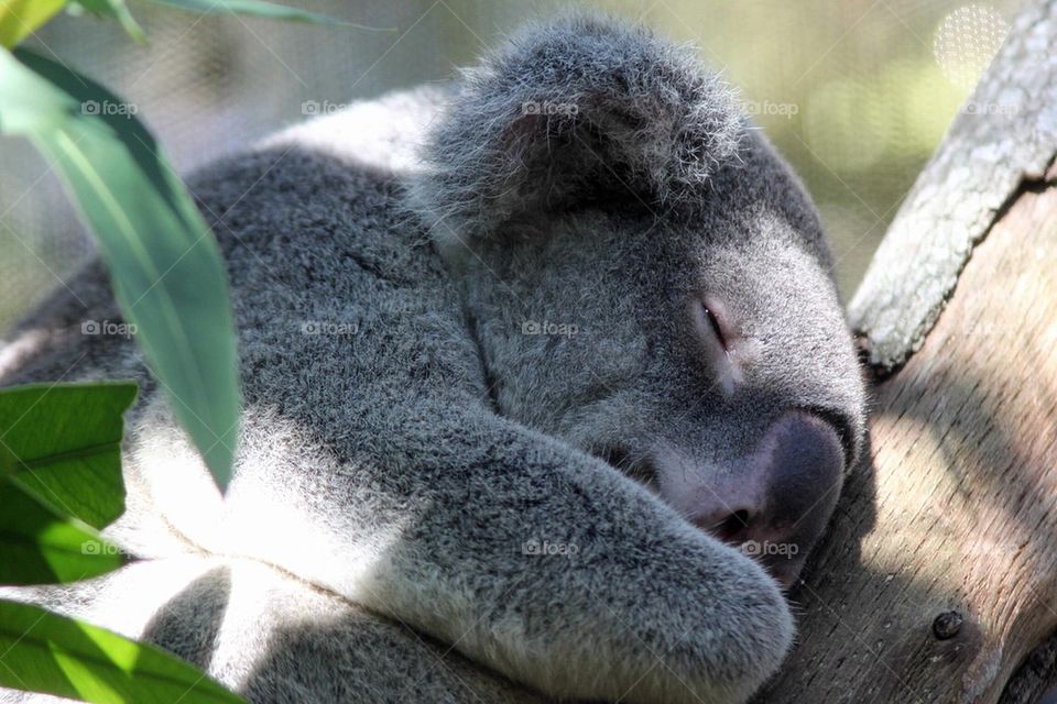 Sleeping Koala on tree
