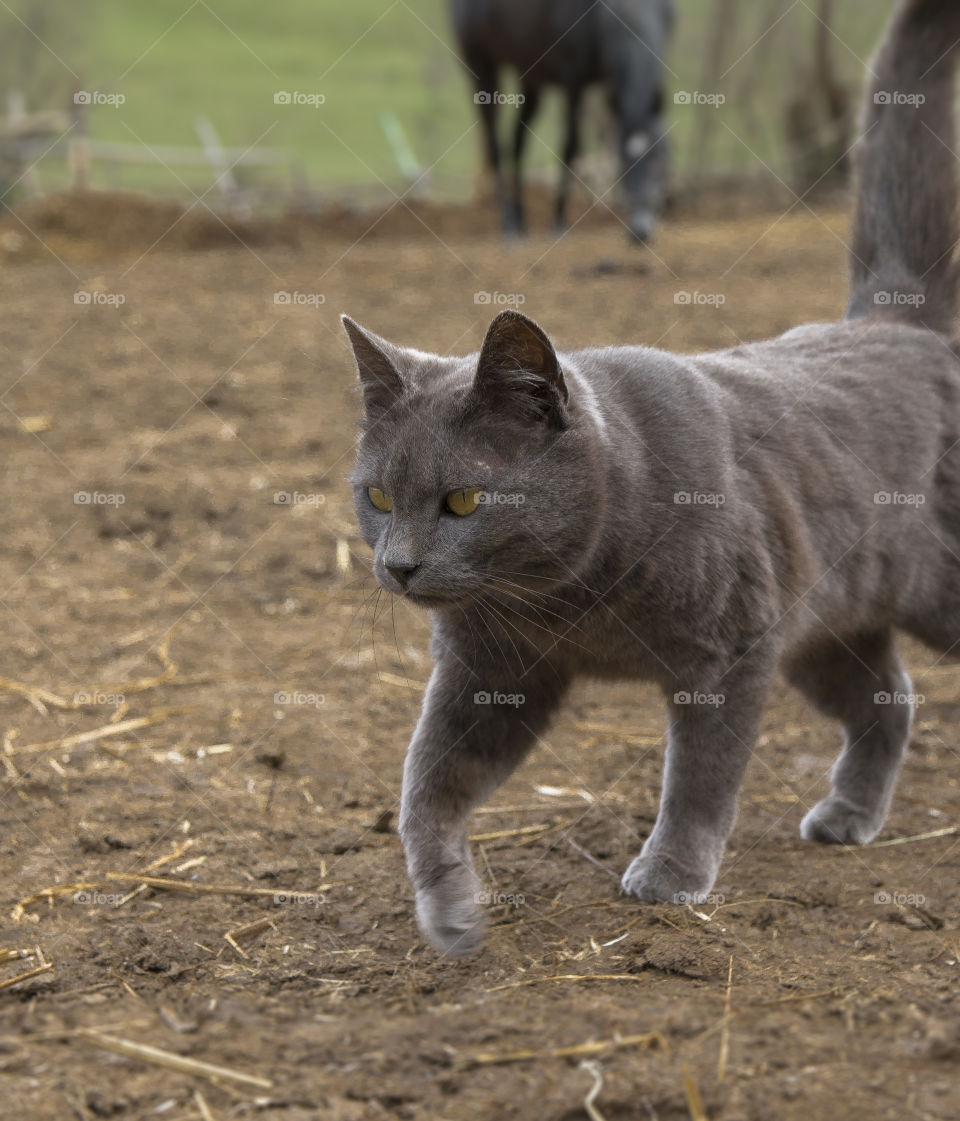 Cat portrait 