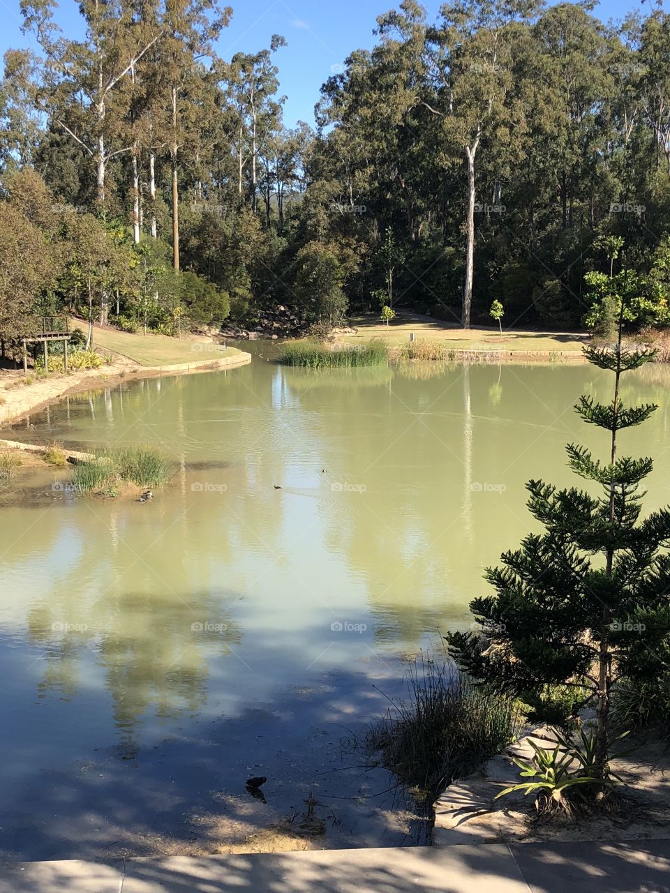 Pond