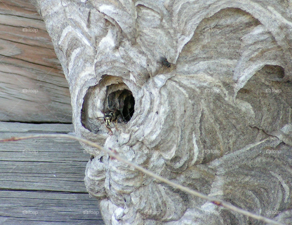 Hornet with fly on nest
