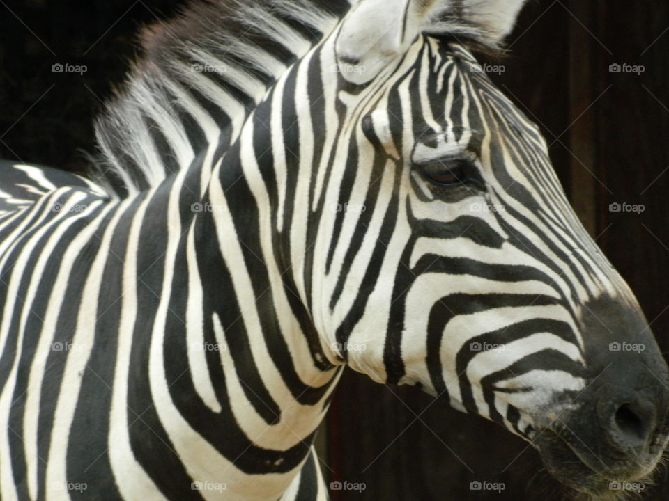 Zebra 