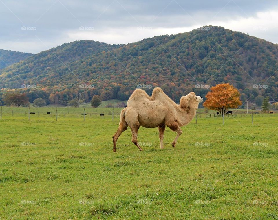 Camel