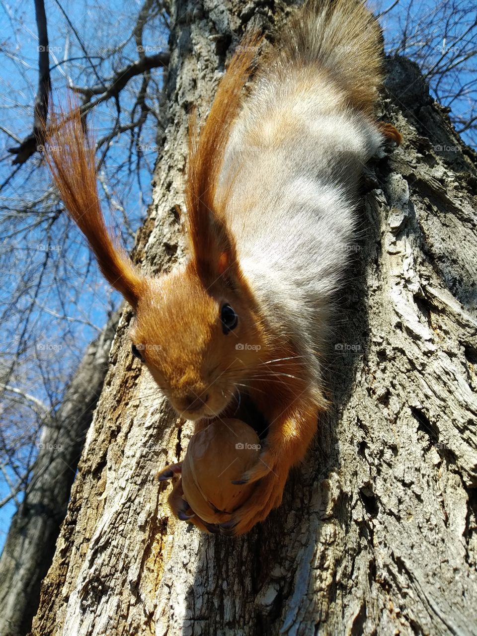 Squirrel