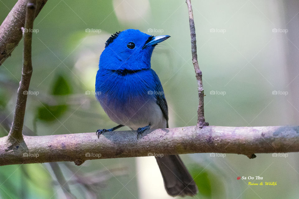 Bird ID - black-naped monarch (male)