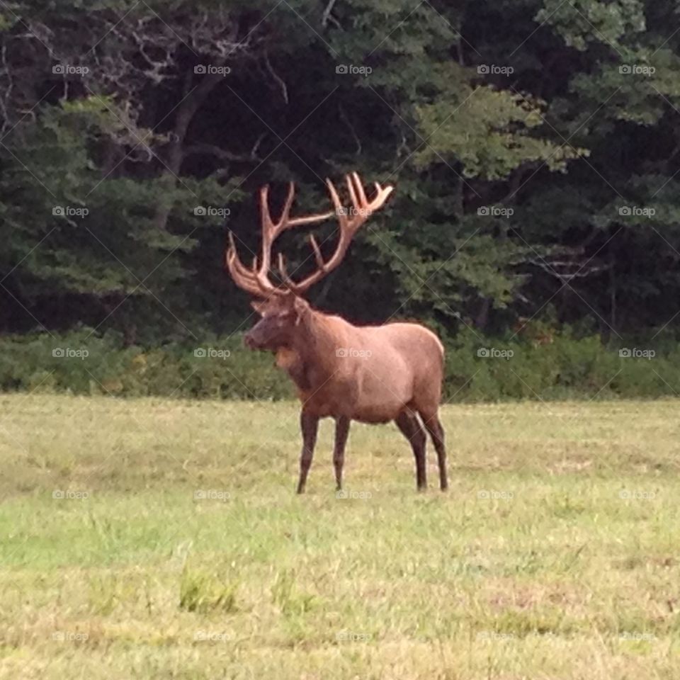 Male Elk