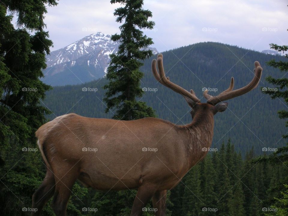 Elk
