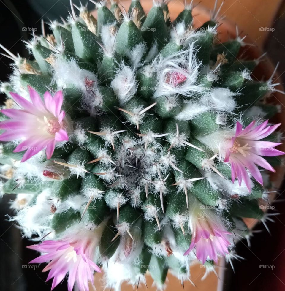 Mammillaria (lat.Mammillaria) is one of the largest genera in the Cactus family. Today, there are 185 species in it, according to the number of which the genus Mammillaria is among the three most numerous, along with the genera Opuntia and Echinopsis