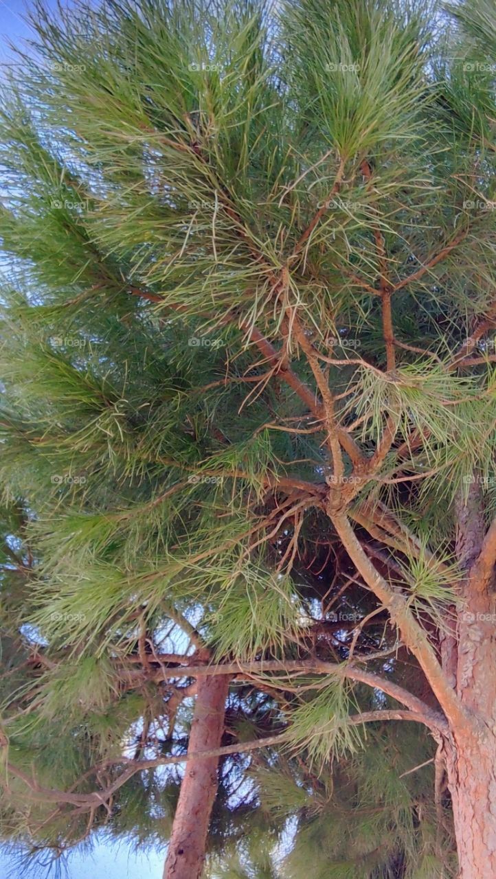 Beautiful landscape tree branches