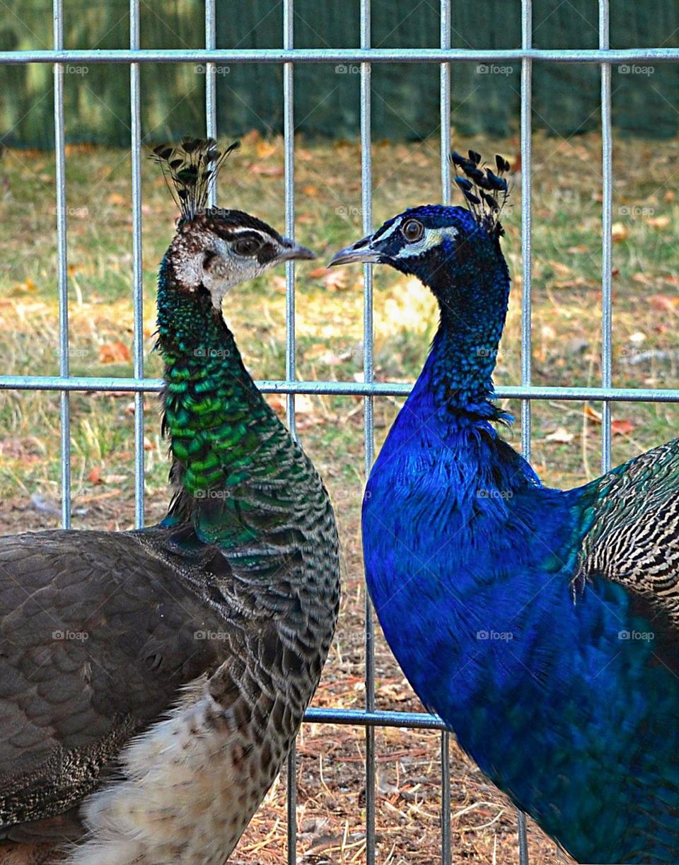 Couple peacocks