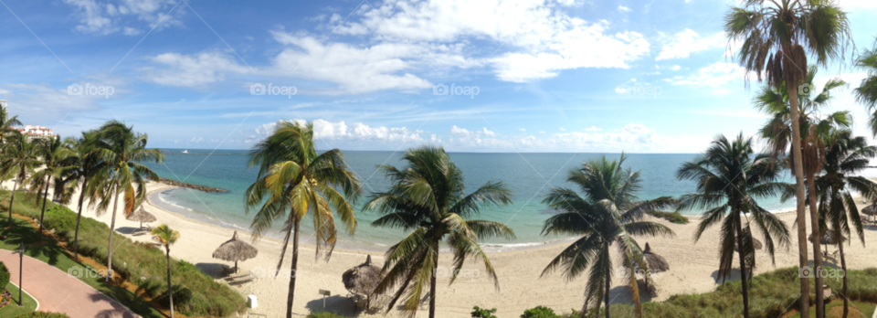 ocean usa florida palm tree by jmsilva59