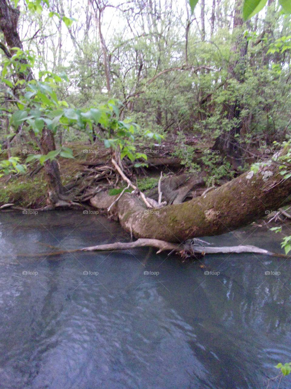 Fallen tree over creek