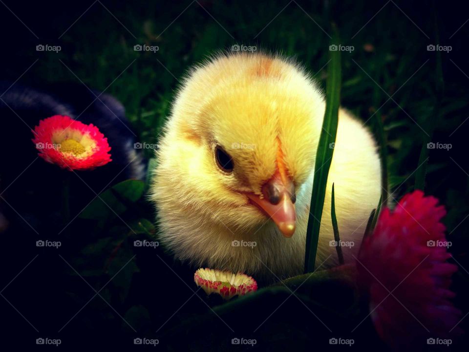 cute chick