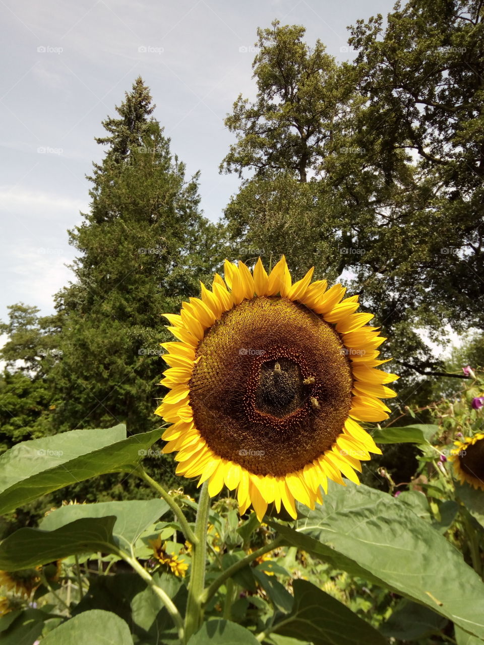 Gengenbach in Schwarzwald