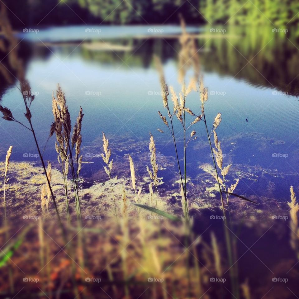 Lake weeds