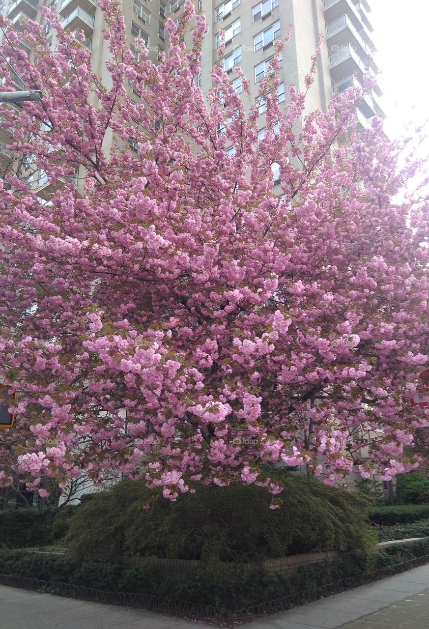 Flowering Tree on a Corner NYC