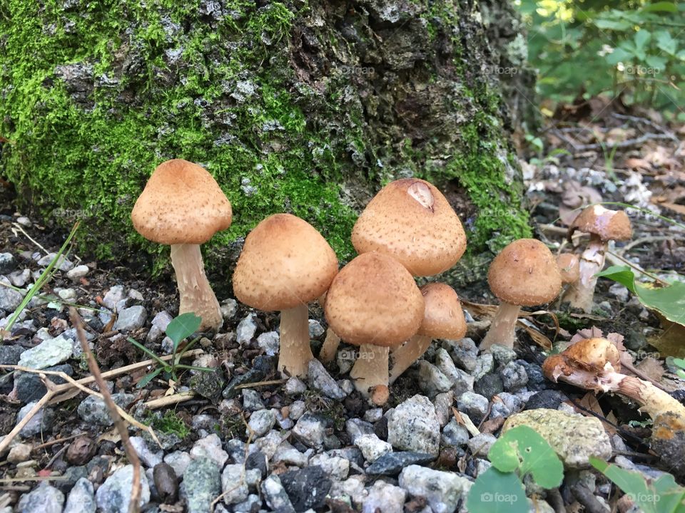 Toadstools 