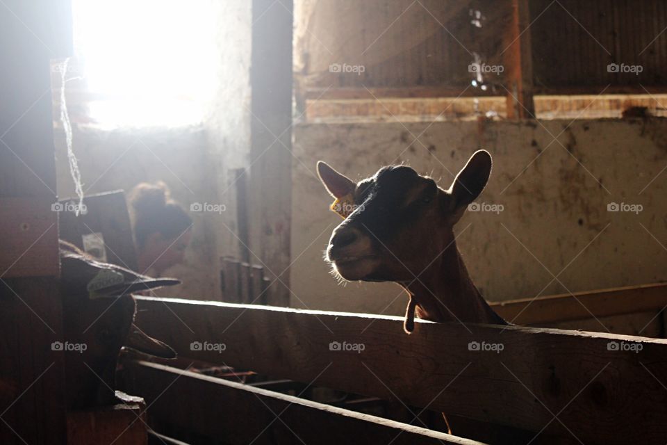 People, One, Adult, Mammal, Cattle