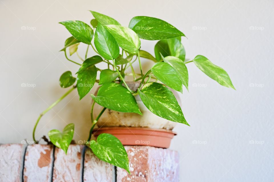 The Devils Ivy is a poisonous indoor plant but it helps to clean the air inside the house. 