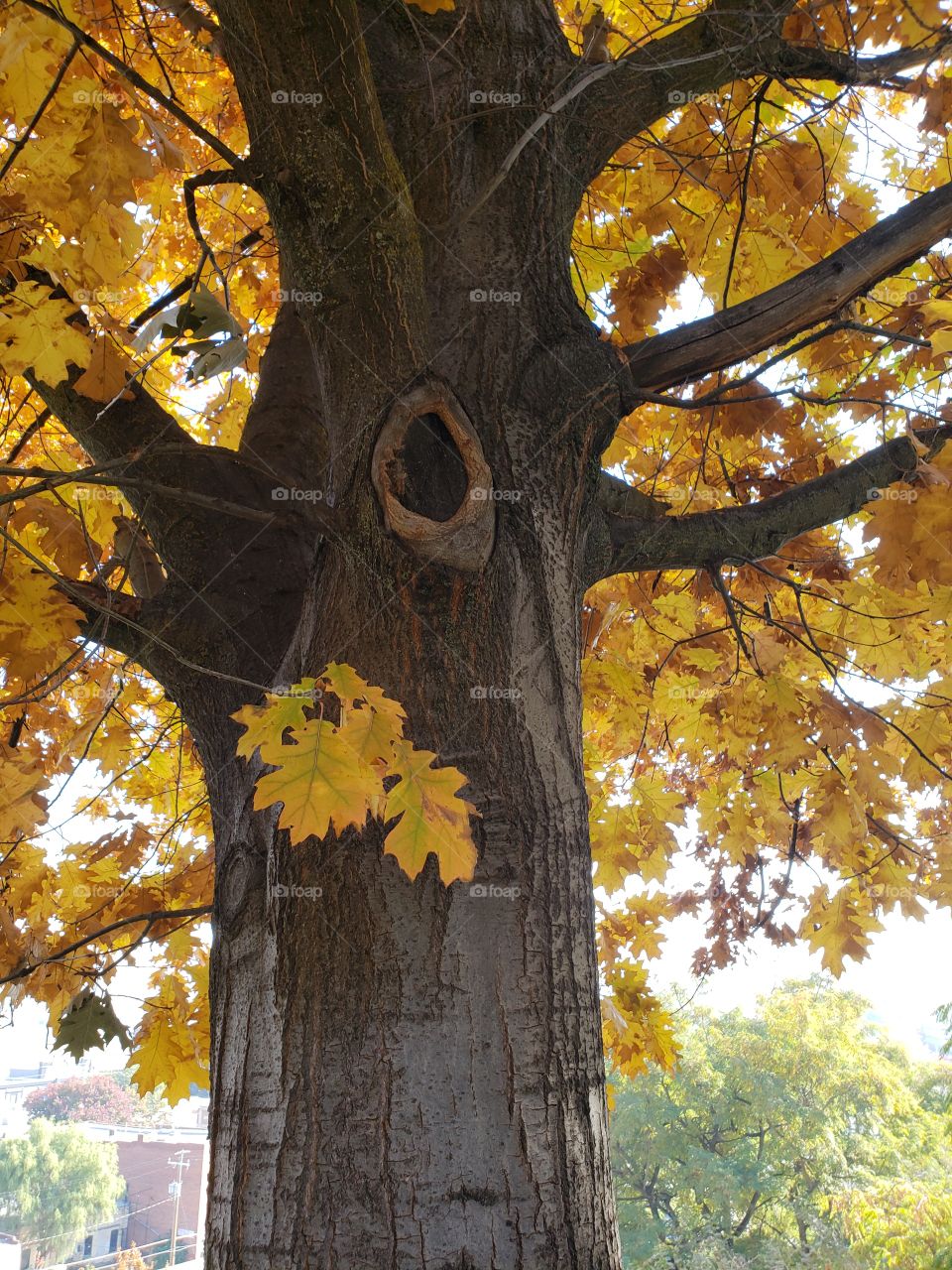 tree in autumn glory