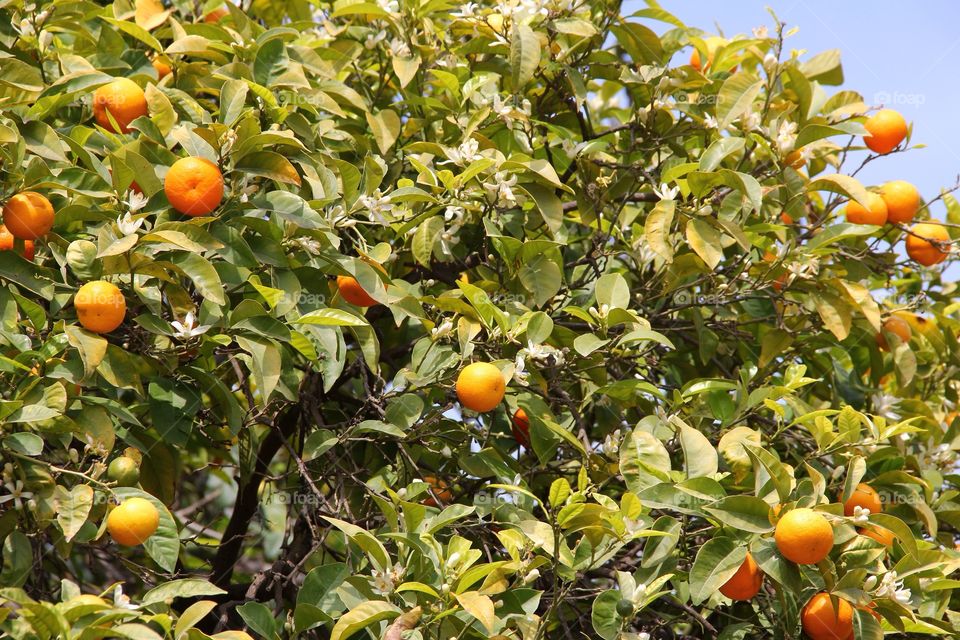 Tangerine tree. Citrus tree with tangerines in March 