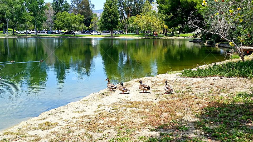 Ducks at the Lake. Ducks heading down to the lake