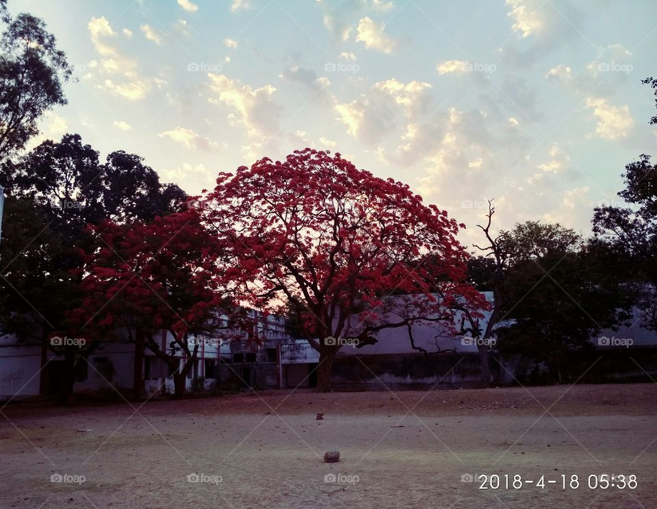 excellentcombination of tree and cloud makes morning beatiful