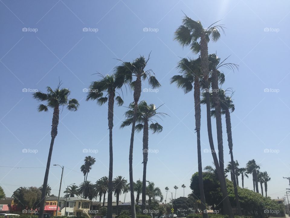 Palm trees at the beach