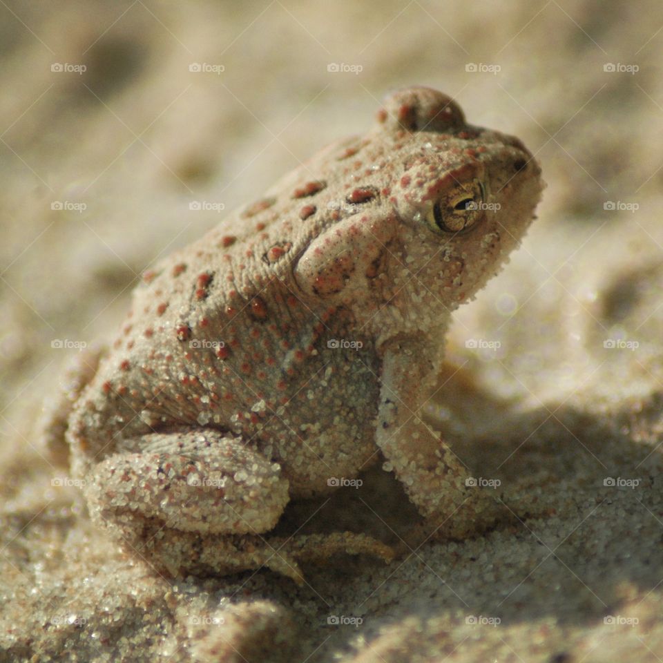 toad