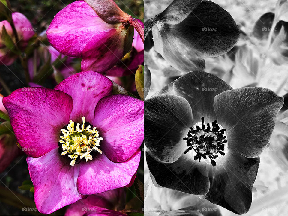 A collage of two identical shots mirrored against each other. One of the original purple Hellebore and one black & white. The intricate center of the flower, (nectary), is contrasted light and dark. Experimenting!