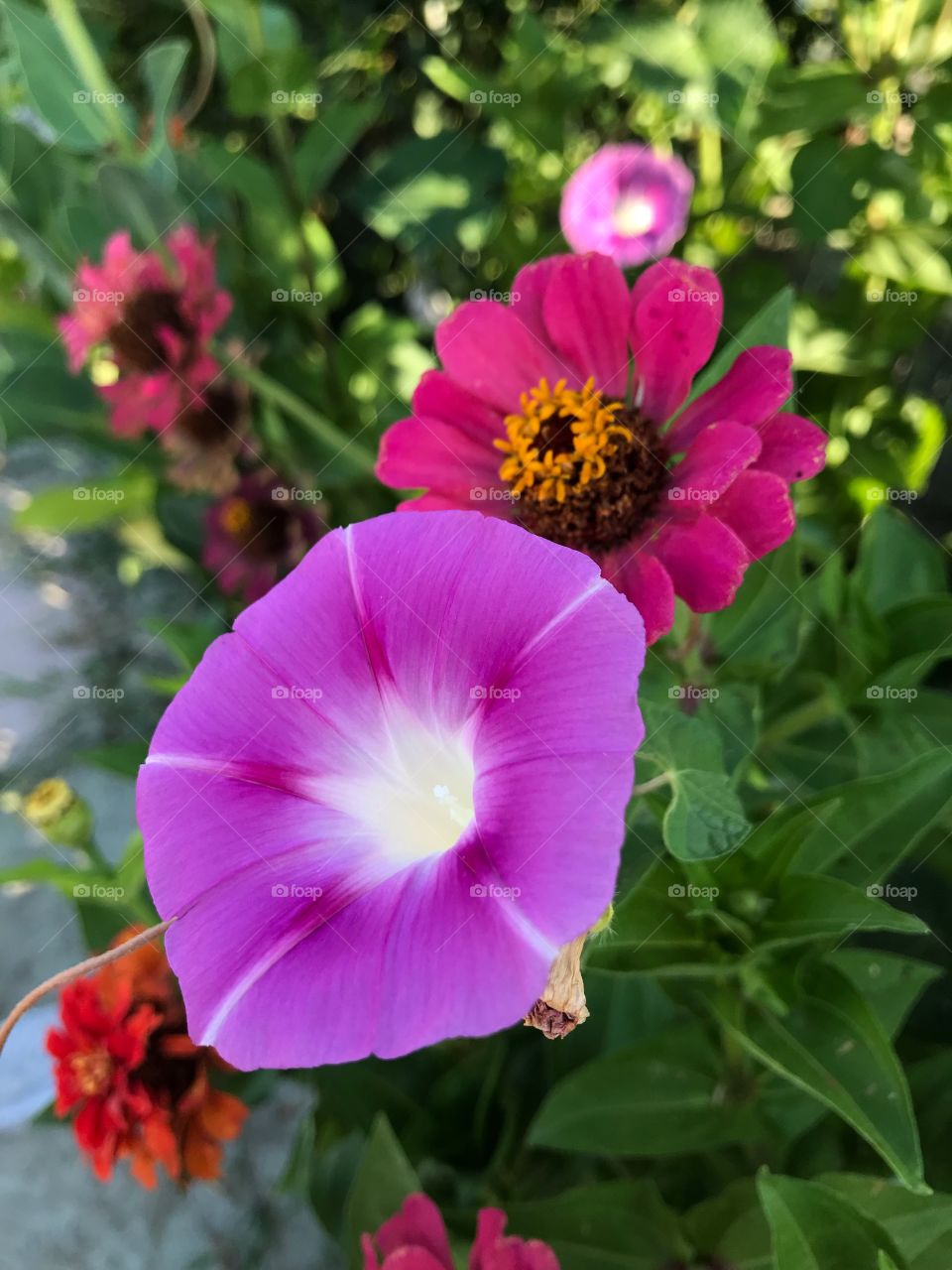 beautiful flowers in garden