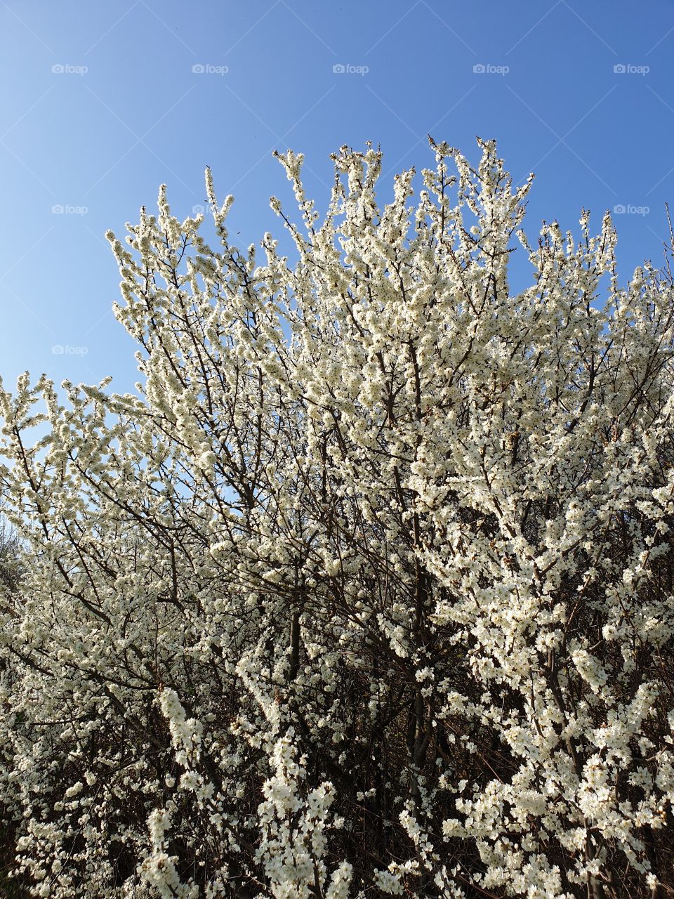 Flowering branches of trees
