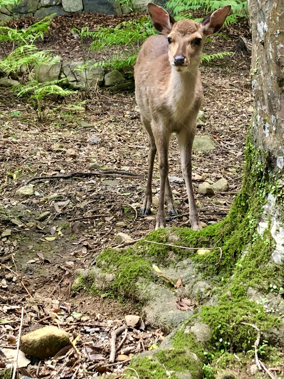 roe deer in Nara Japan